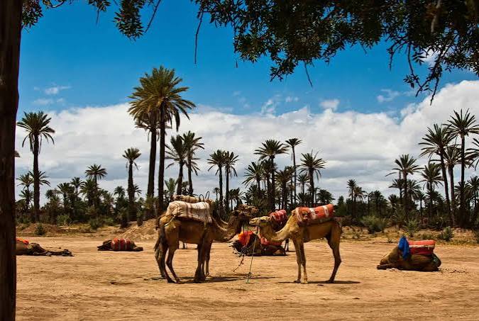 Marrakech Airport to Palmeraie