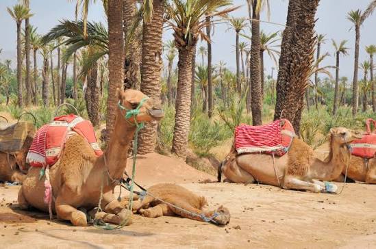 Marrakech Airport to Palmeraie
